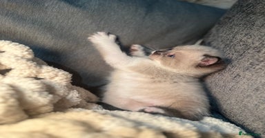 British Shorthair cats - Advert 7