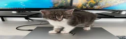 American Shorthair cats for sale: 3 Little Tabbies Looking for Their Forever Homes! - Advert 21