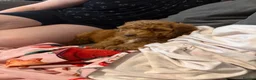 Cockapoo dogs for sale: Red cockapoo - Advert 3