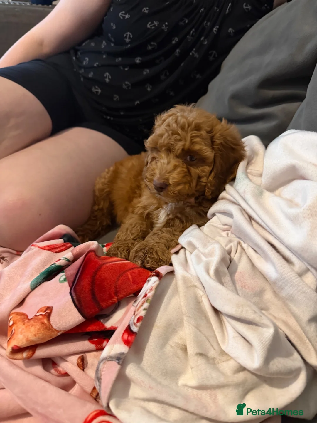 Cockapoo dogs for sale: Red cockapoo - Advert 3
