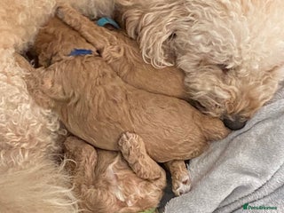 Poochon dogs - Advert 1