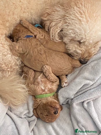 Poochon dogs - Advert 1