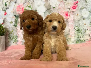 Toy Poodle dogs Outstanding Toy Poodles - KC registered - Advert 3