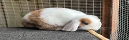 Mini Lop rabbits for sale: Reserved Only 1 baby mini lop left - boy - Advert 8