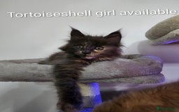 Maine Coon cats for sale: Pure Breed Maine Coon  - Image 7