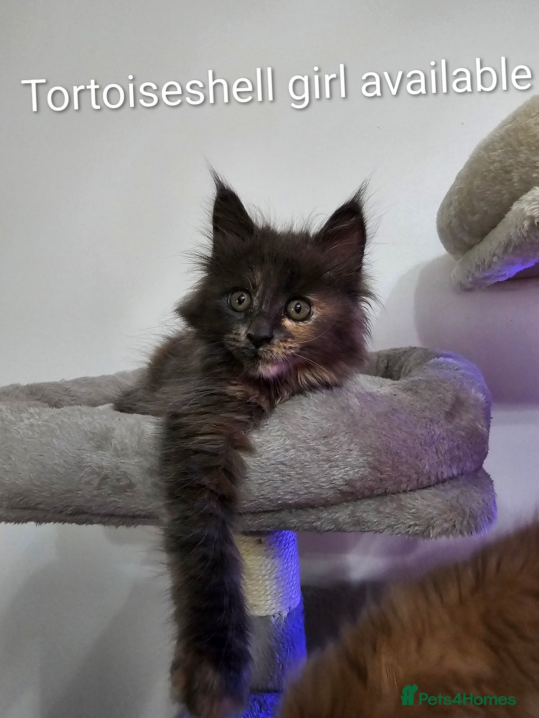 Maine Coon cats for sale: Pure Breed Maine Coon  - Image 7