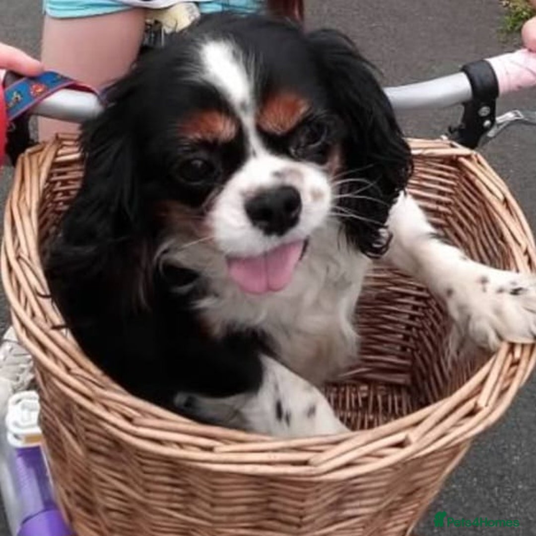 Mixed Breed dogs for sale: Pug x king charles cavalier  - Image 6