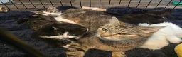 Mixed Breed cats for sale: Kittens - Advert 10