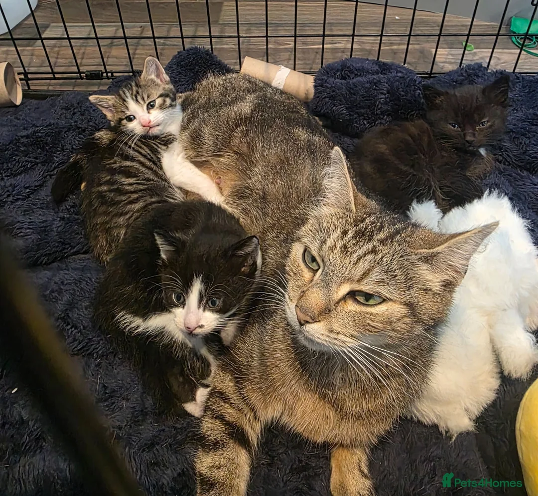 Mixed Breed cats for sale: Kittens - Advert 10