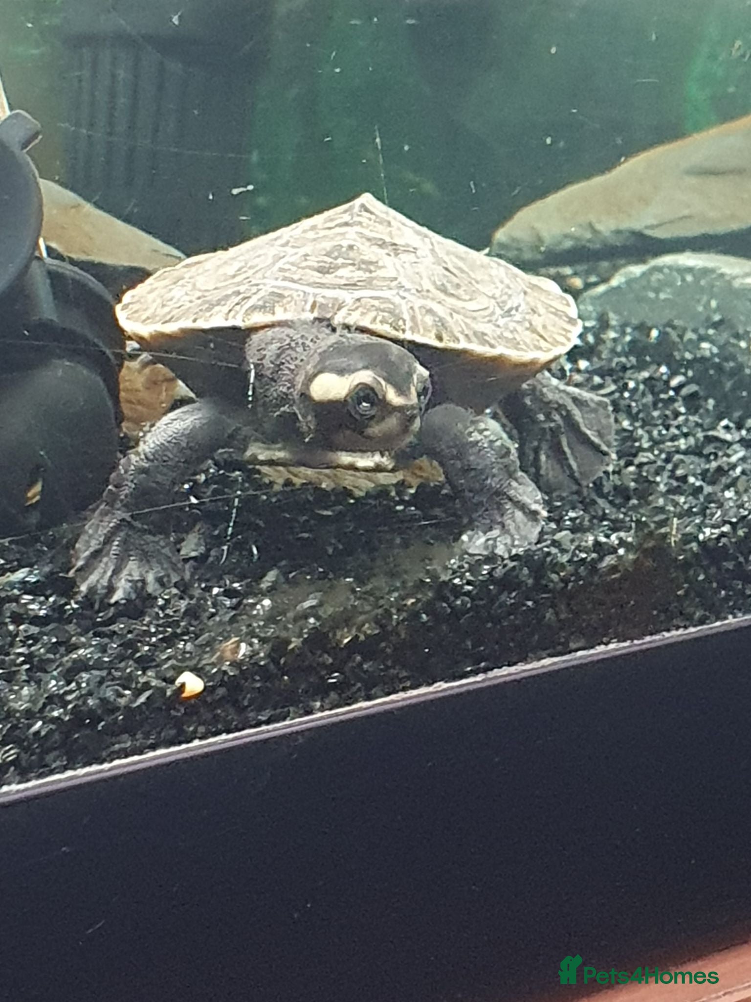 Turtle reptiles Pink bellied sideneck turtles - Advert 18