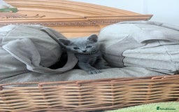 Russian Blue cats for sale: RB kittens Pedigree London  - Image 17