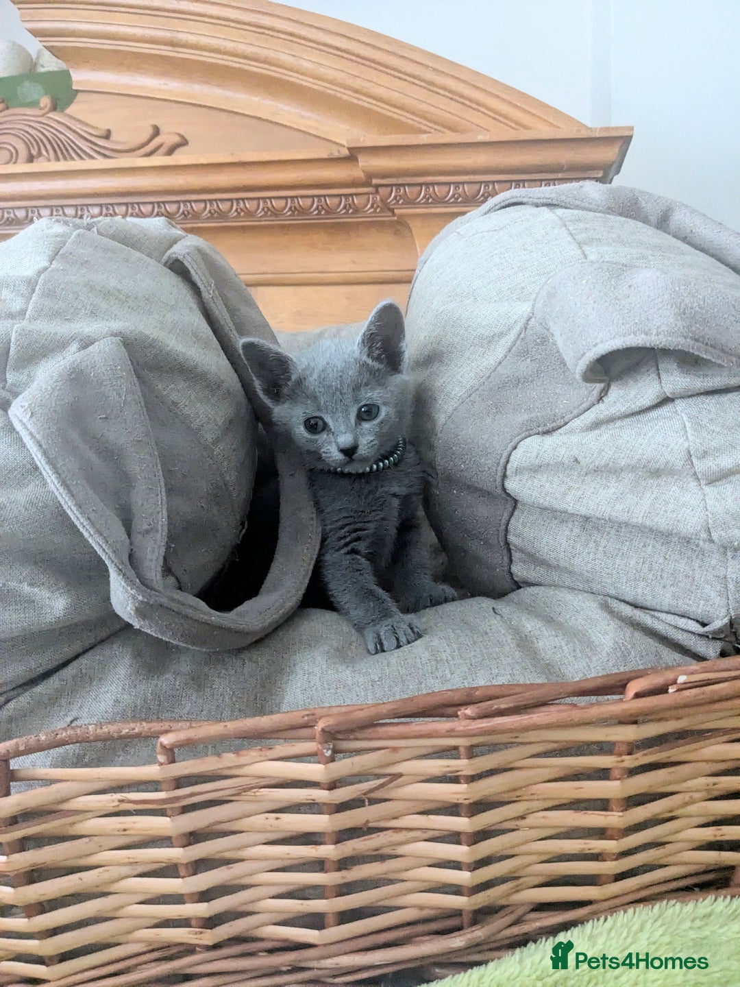 Russian Blue cats for sale: RB kittens Pedigree London  - Image 17