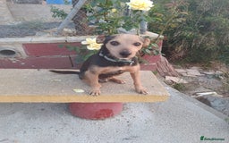 Mixed Breed dogs for adoption: Small dog been abandoned 🚨  in Hengoed - Image 2