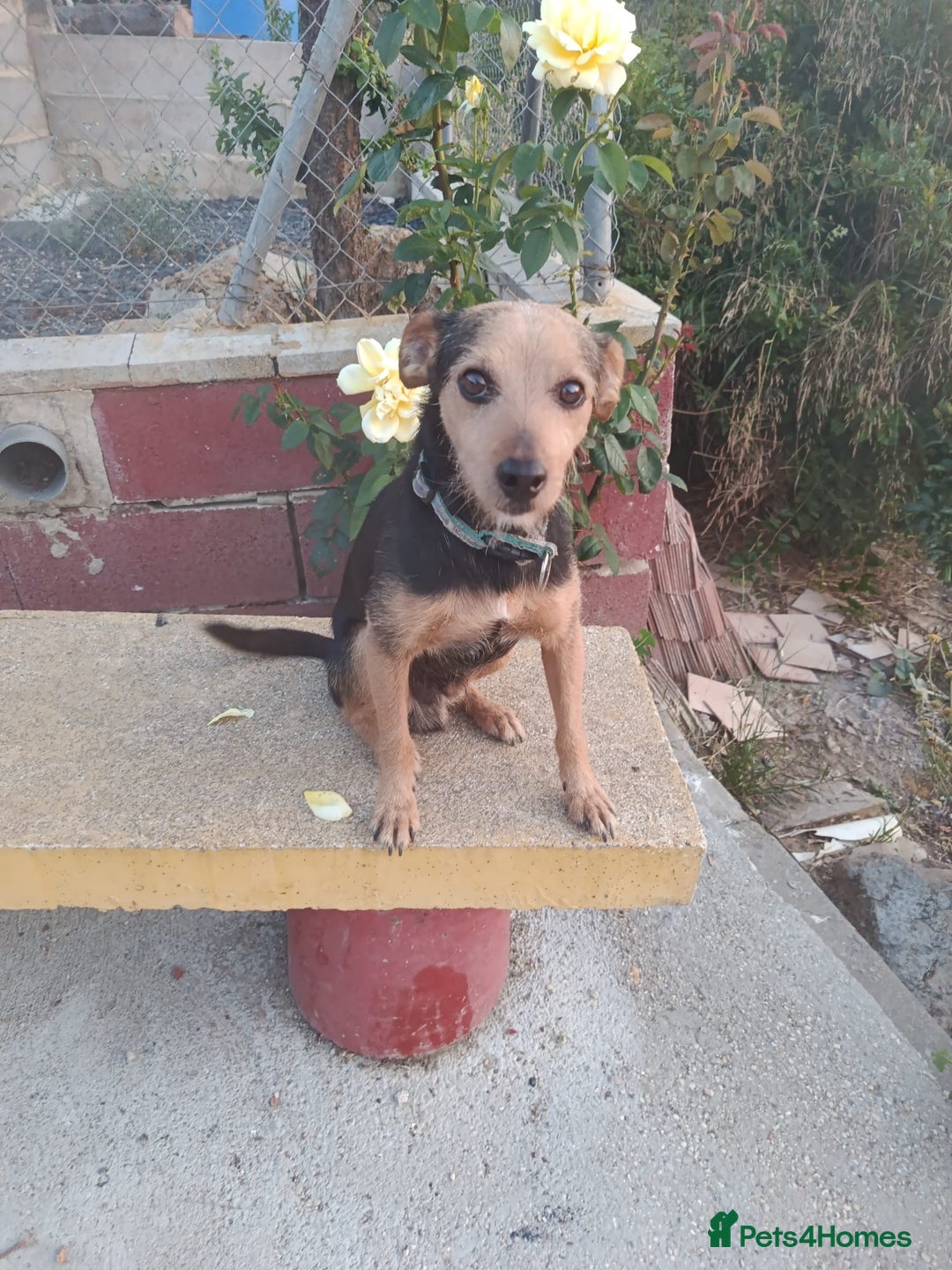Mixed Breed dogs for adoption: Small dog been abandoned 🚨  in Hengoed - Image 2