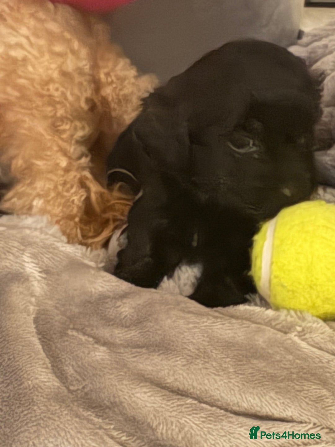 Shihpoo dogs for sale: Shihpoos for sale   - Advert 12