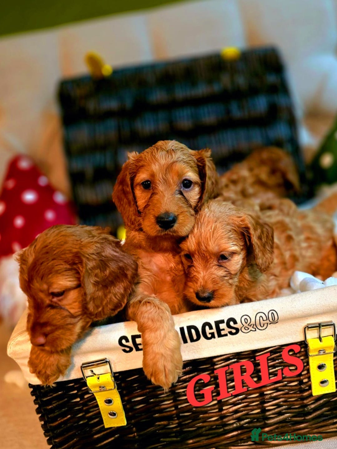 Cockapoo dogs for sale: F1 DNA hereditary clear cockapoos  - Advert 4