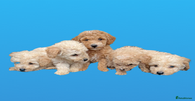 Cockapoo dogs - Advert 10