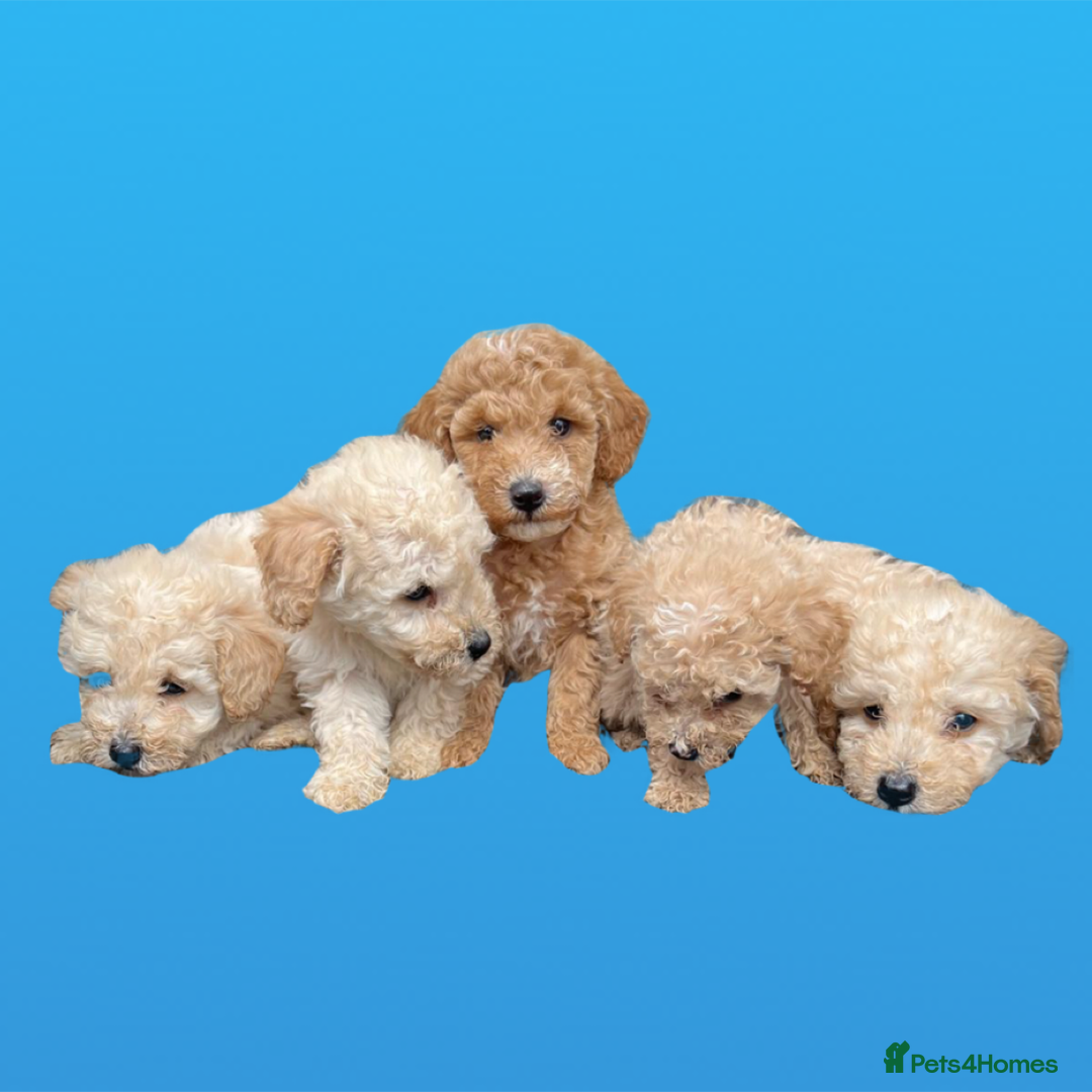Cockapoo dogs for sale: F1B cockapoo puppys - Image 2
