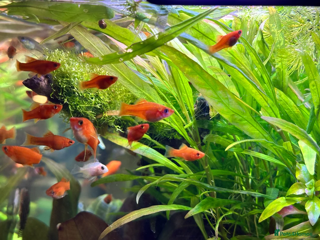 Platies fish for sale: Tropical Fish–Platty, Blue Cichlids, Swordtails - Advert 2