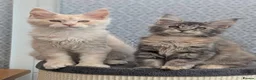 Maine Coon cats for sale: Stunning Tica registered Maine coons - Advert 5