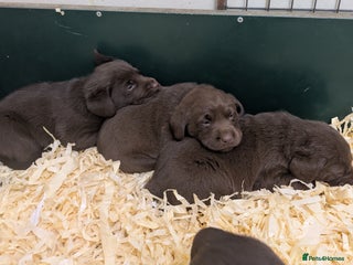 Labrador Retriever dogs Gorgeous chocolate Labrador puppies for sale - Advert 15