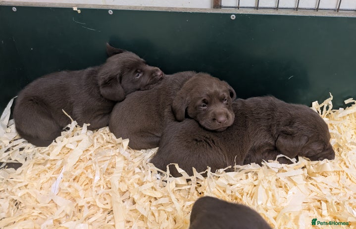 Labrador Retriever dogs Gorgeous chocolate Labrador puppies for sale - Advert 1