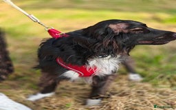 Cocker Spaniel dogs for adoption: 💖🐶 MIKA 🐶💖 - Image 9