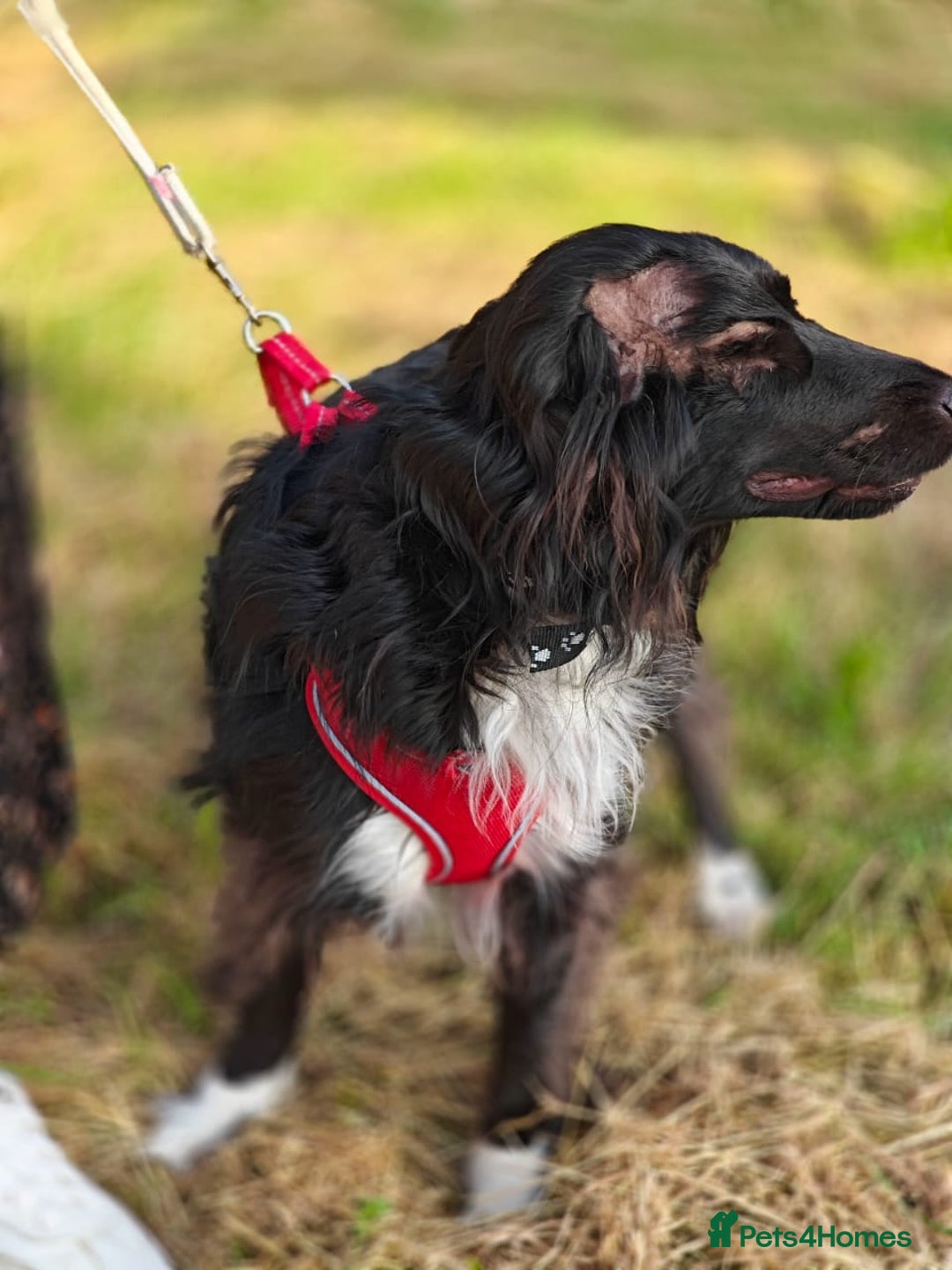 Cocker Spaniel dogs for adoption: 💖🐶 MIKA 🐶💖 - Image 9