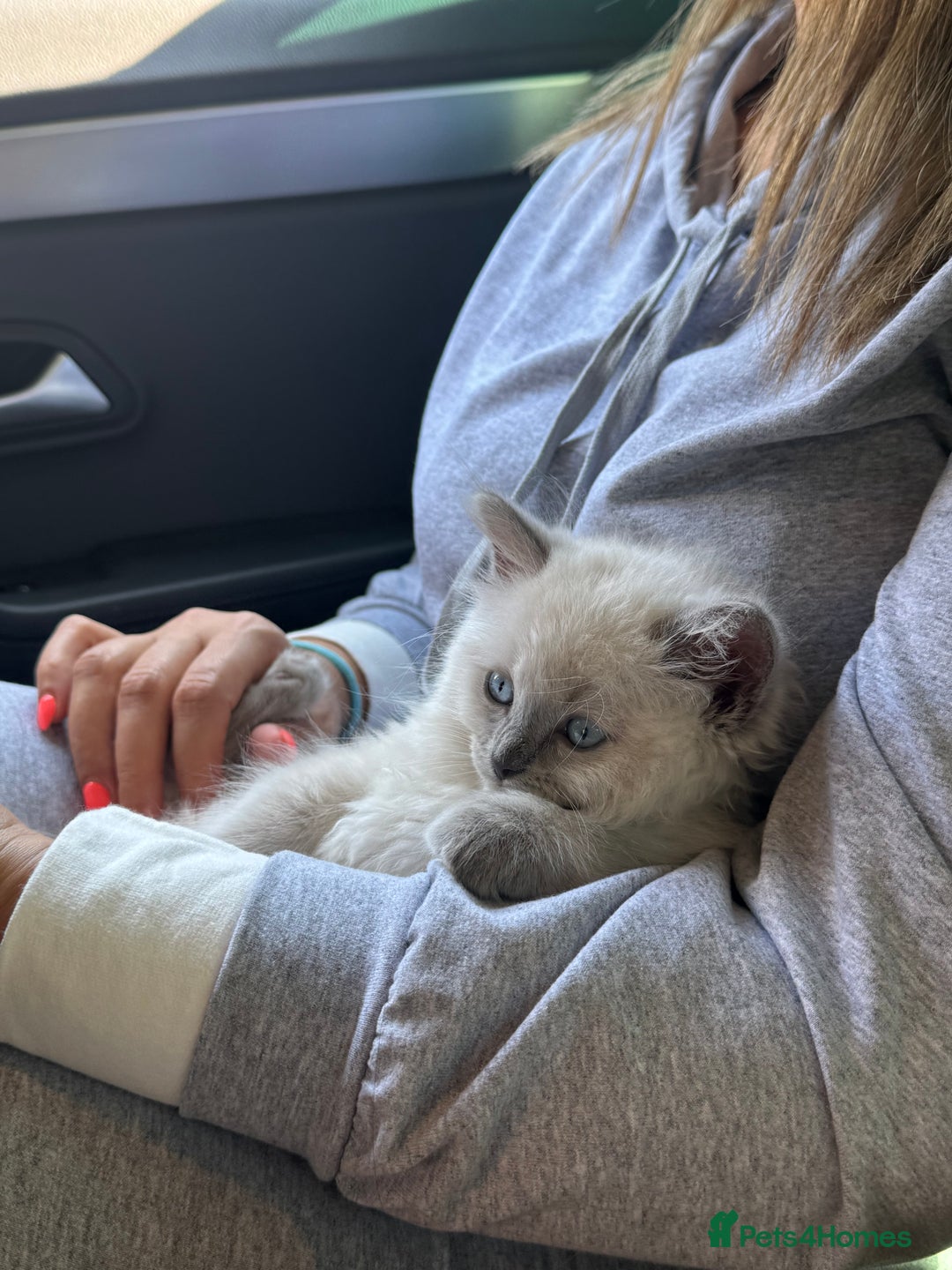 Ragdoll cats for sale: Playful paw 🐾 - Image 6
