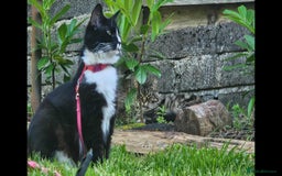 British Longhair cats for sale: Bibbles the kitten - Image 5