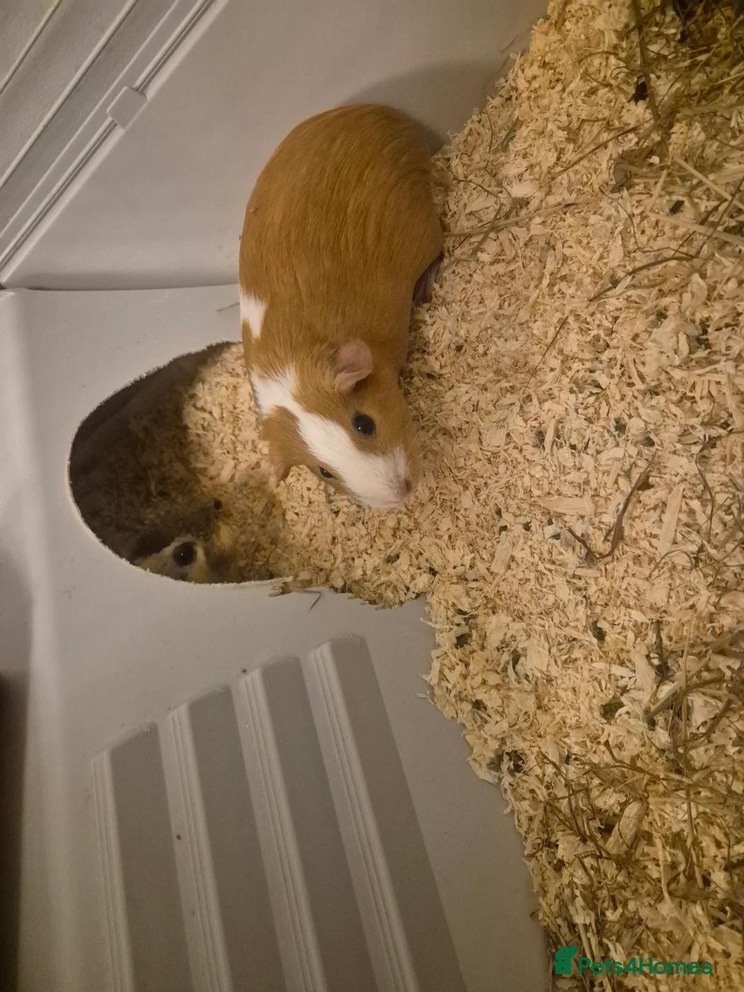 Guinea Pig rodents for sale: 2 female guinea pigs  in Uxbridge - Advert 2