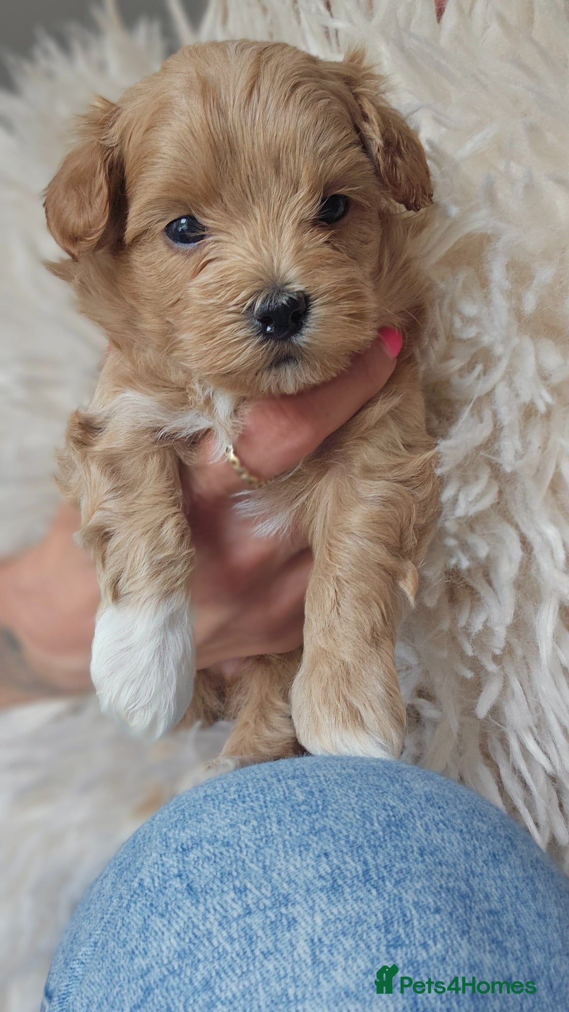 Maltipoo dogs for sale: Cute Small Maltipoos F1  - Advert 12