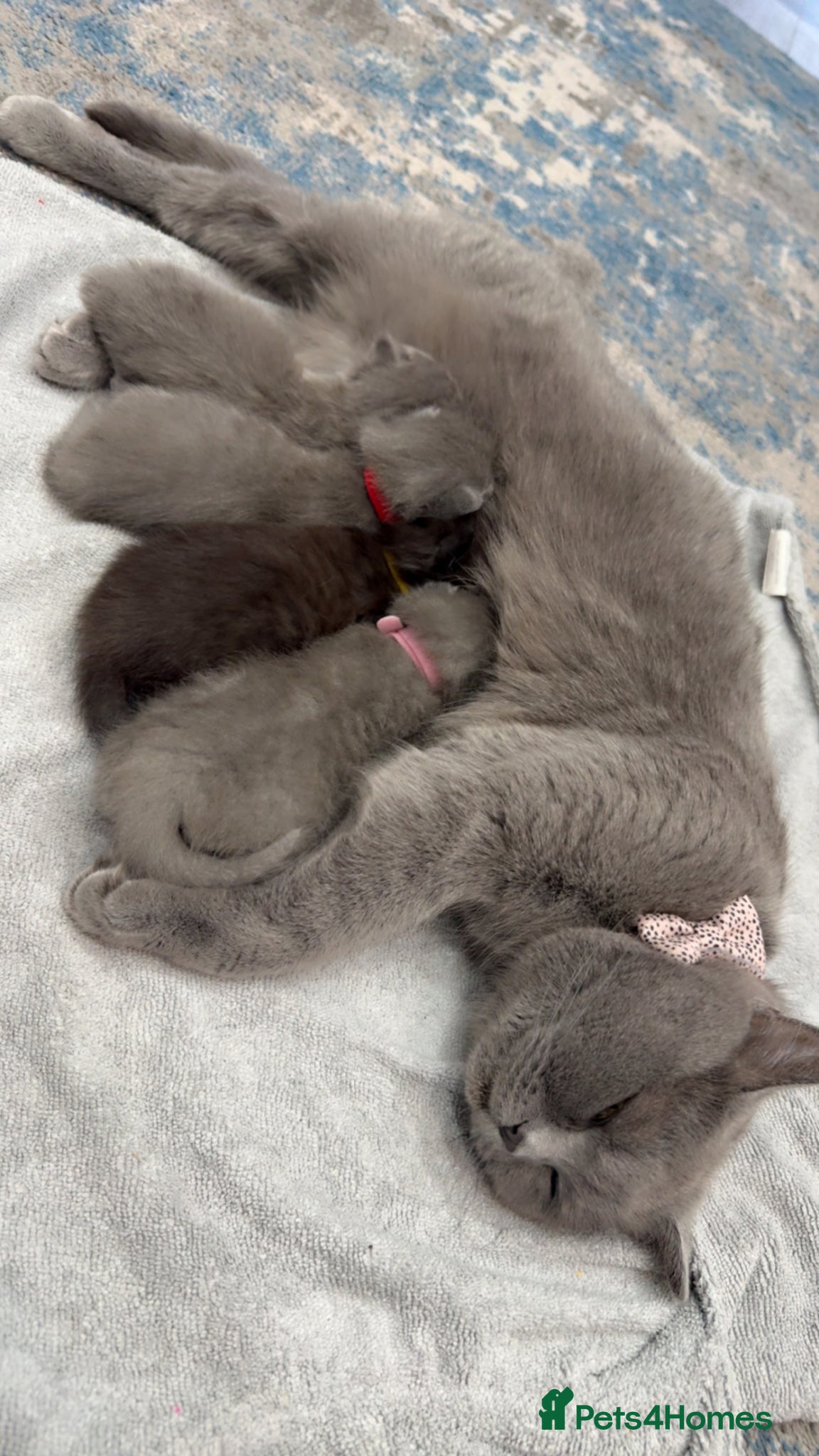 British Shorthair cats Mixed breed BSH - Advert 1