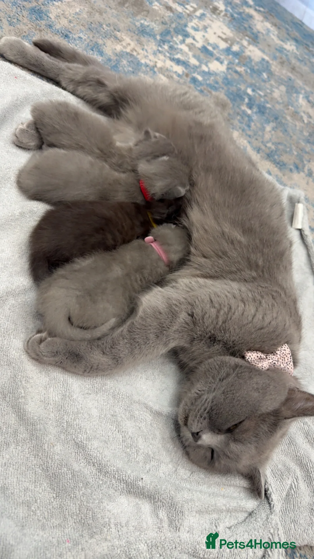 British Shorthair cats for sale: Mixed breed BSH in Slough - Advert 1