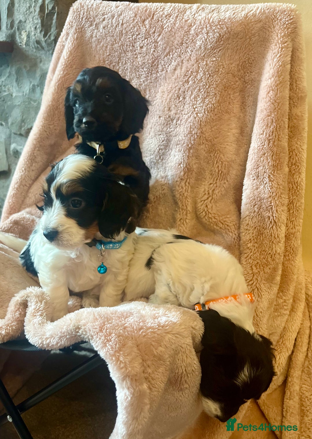 Cockapoo dogs for sale: Playful Cockerpoos  - Image 6