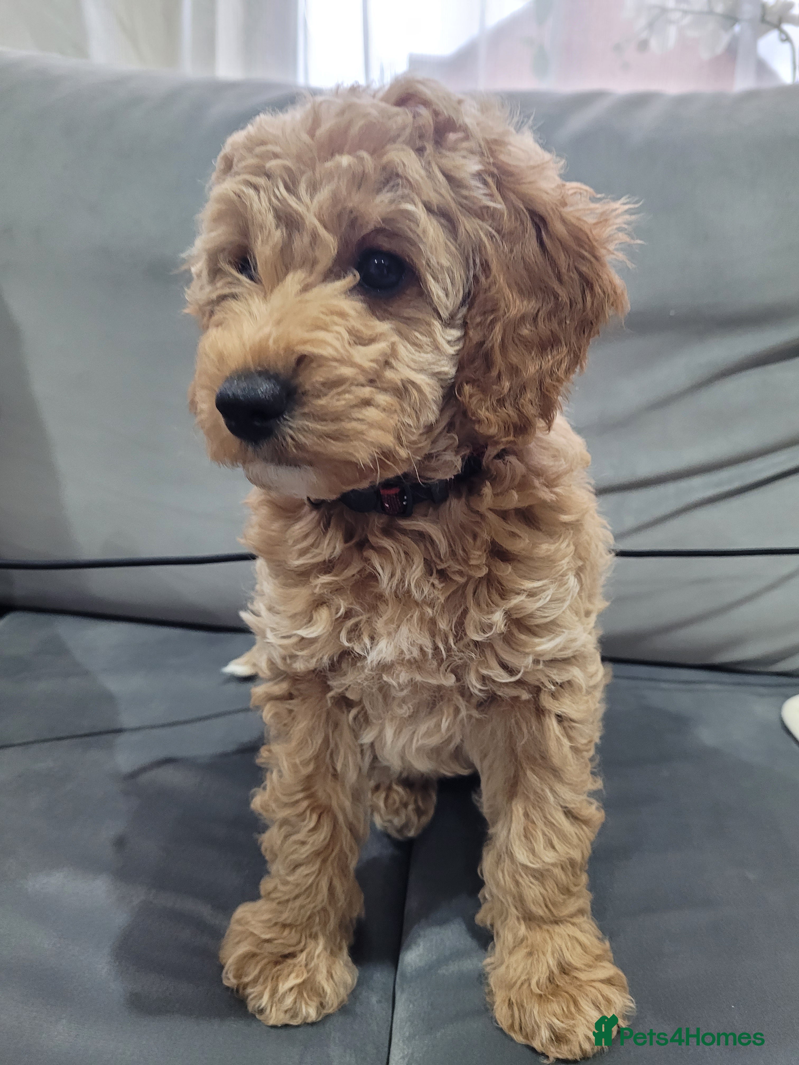 Cockapoo dogs Sold ! Sweet boy cockapoo - Advert 2
