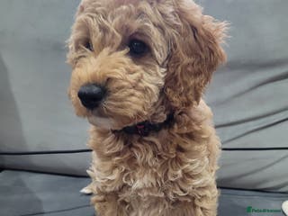 Cockapoo dogs Sold ! Sweet boy cockapoo - Advert 1