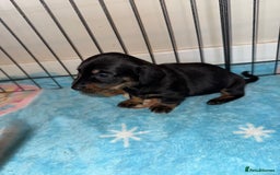 Dachshund dogs for sale: BEAUTIFUL DACHSHUND PUPPIES 🐾 - Image 5