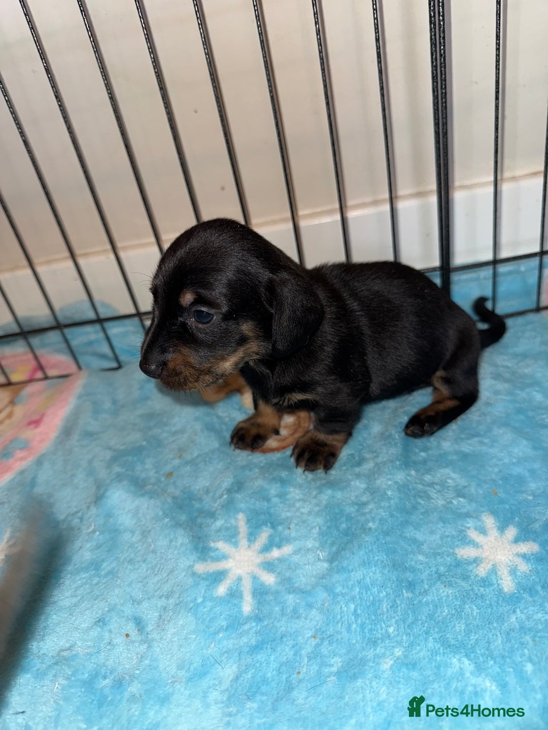 Dachshund dogs for sale: BEAUTIFUL DACHSHUND PUPPIES 🐾 - Image 5