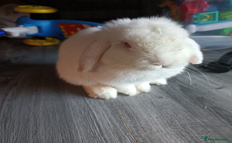 Mini Lion Lop rabbits - Advert 7