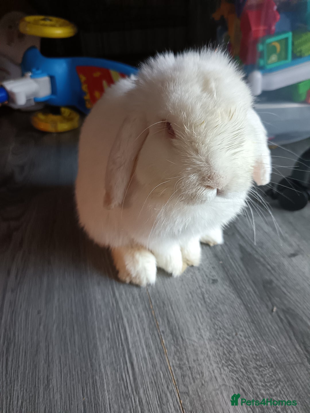 Mini Lion Lop rabbits for sale: Lop rabbit  - Image 1