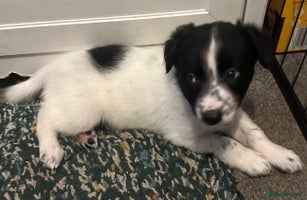 Border Collie dogs Only 1 boy left - Beautiful chunky Border Collies - Advert 2