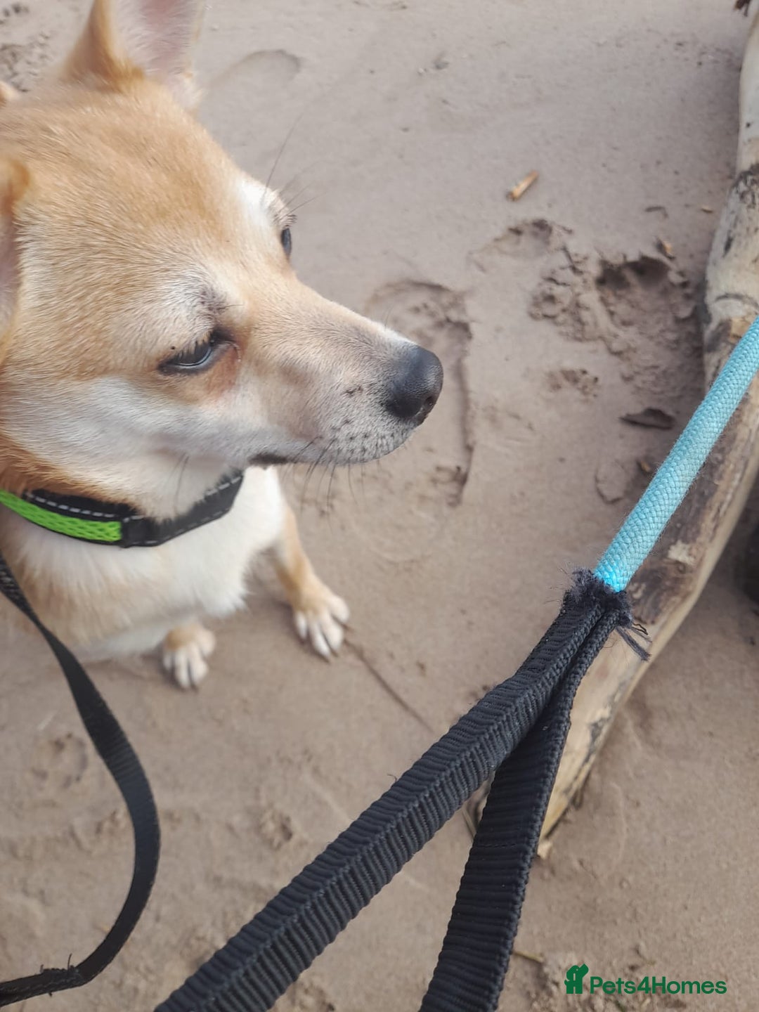 Pomchi dogs for sale: Bella - Image 1