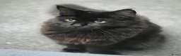 Maine Coon cats for sale: Pure stunning MaineCoon for sale! - Advert 3