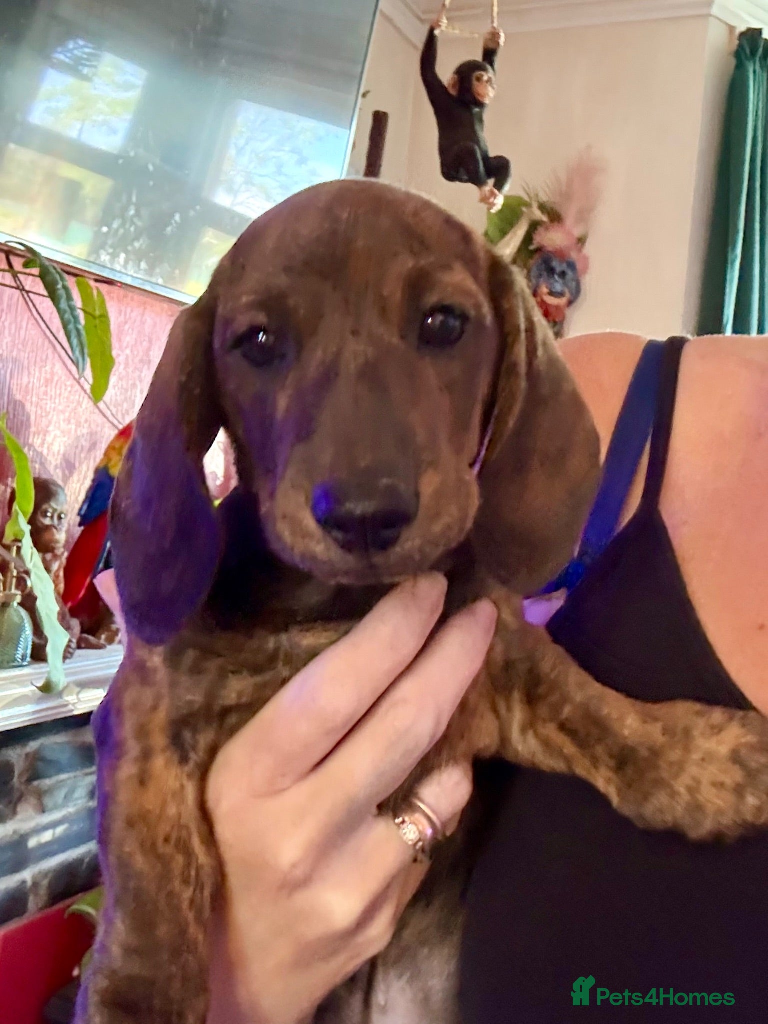 Miniature Dachshund dogs 1 BOY LEFT READY NOW Brindle miniature dachshund - Advert 1