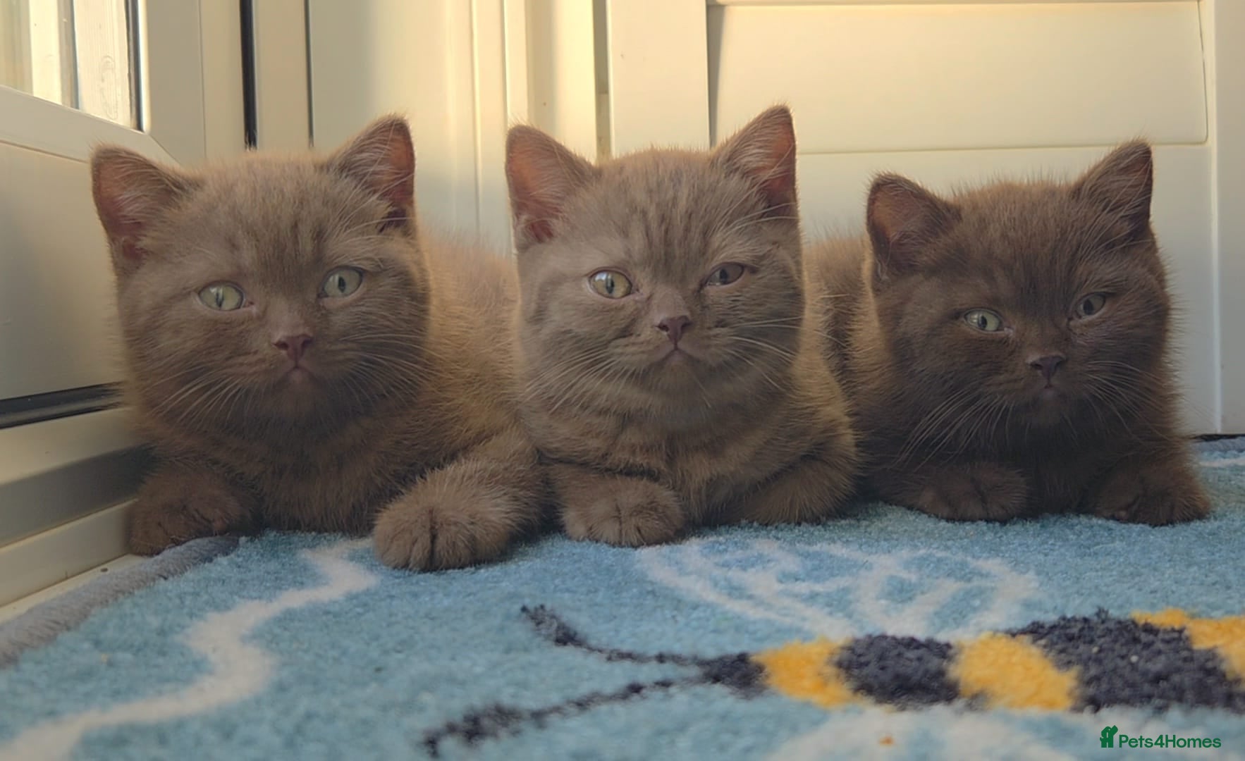 British Shorthair cats Chocolate & Cinnamon ⭐ British Shorthair Kittens  - Advert 2