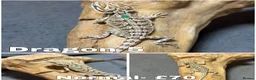 Bearded Dragon reptiles for sale: Gorgeous Baby Bearded Dragons READY NOW - Advert 5
