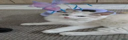 Ragdoll cats for sale: TICA Ragdoll Kittens – Bicolour & Lynx - Advert 7