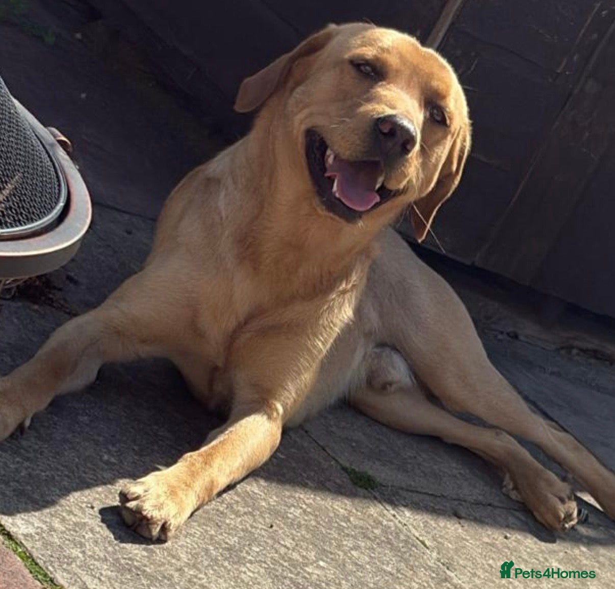 Labrador Retriever dogs Golden Labrador  - Advert 1