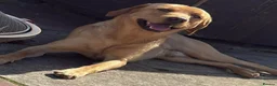Labrador Retriever dogs for stud: Golden Labrador  in Perth - Advert 1